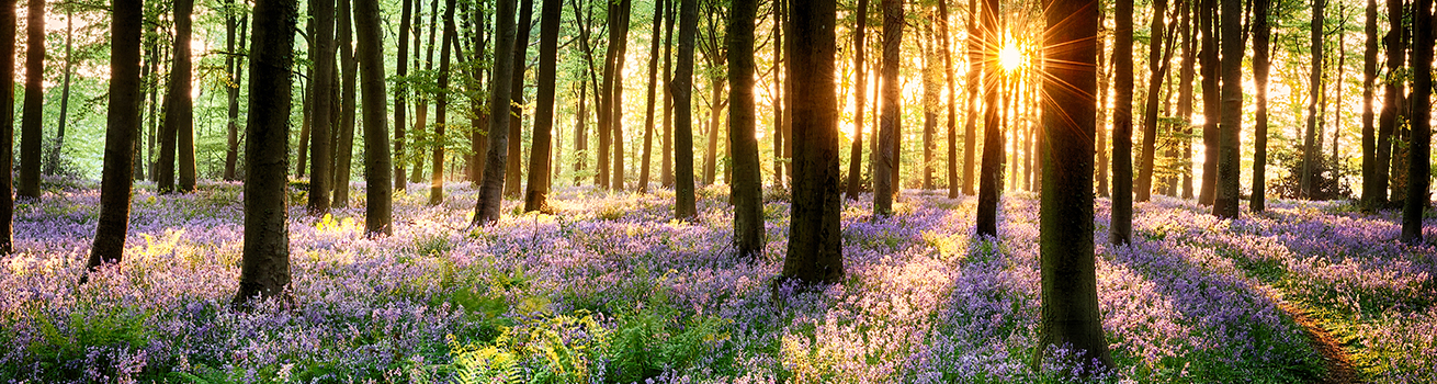 Path through bluebell woods